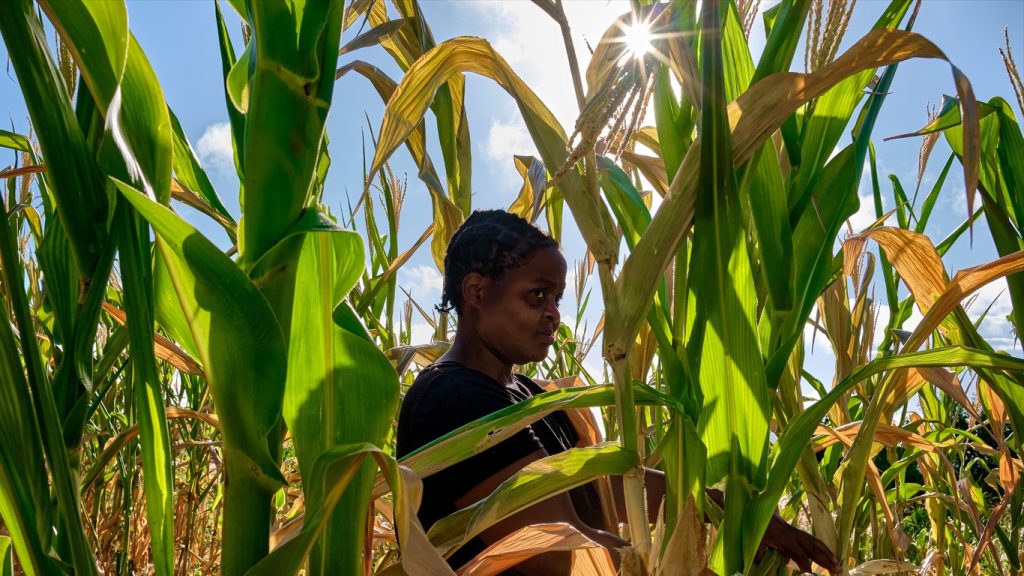 El Niño deixa 13 milhões de pessoas em crise alimentar no Sul da África