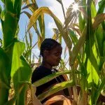 El Niño deixa 13 milhões de pessoas em crise alimentar no Sul da África