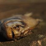 Verificamos: jacaré, cobras e piranhas nas ruas de Porto Alegre