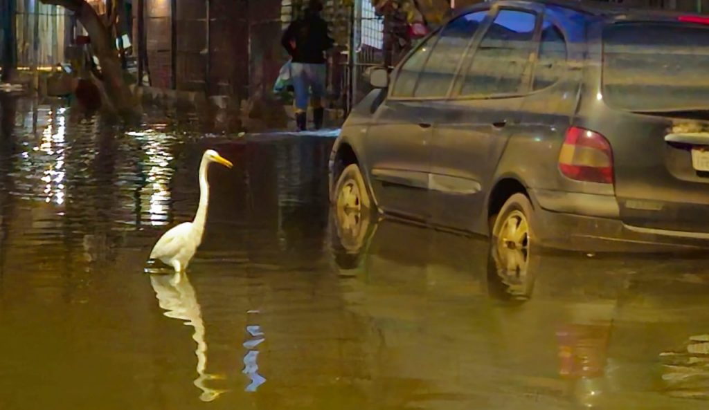 Fotos: Guaíba volta a alagar o bairro Praia de Belas