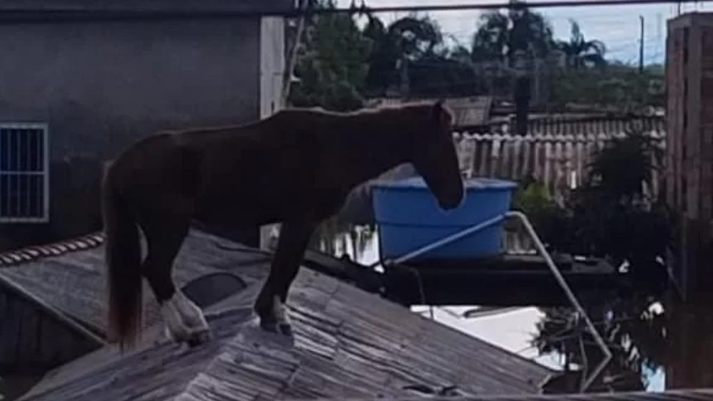 Resgate de Caramelo em Canoas comove o Brasil