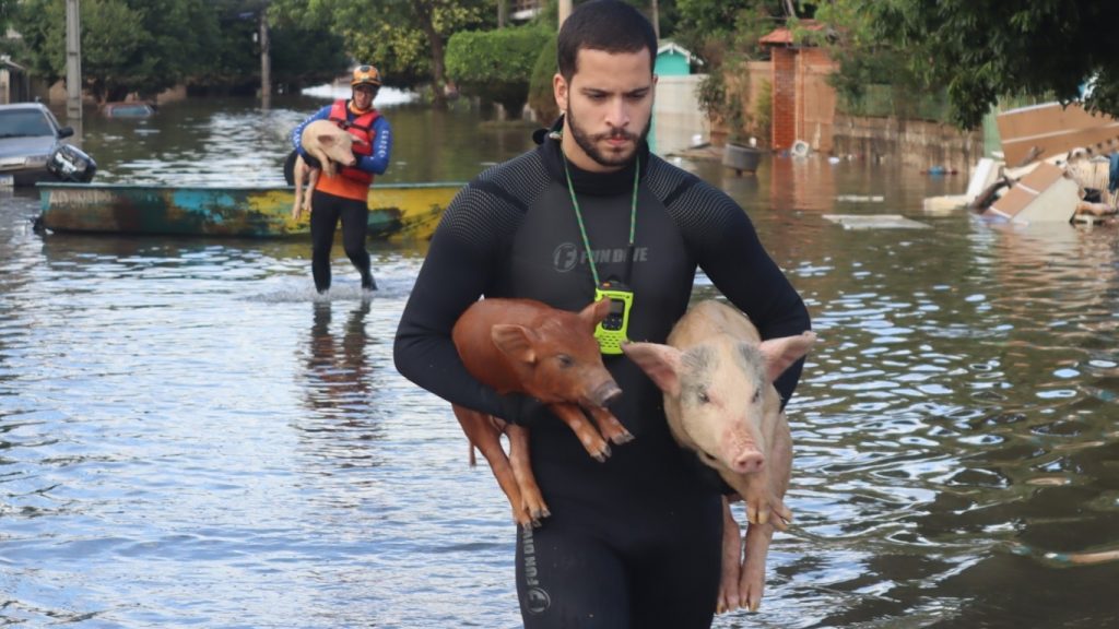 Animais seguem sendo resgatados na terceira semana de enchentes
