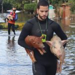 Animais seguem sendo resgatados na terceira semana de enchentes