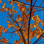 Previsão do tempo: Corpus Christi com sol e temperatura amena