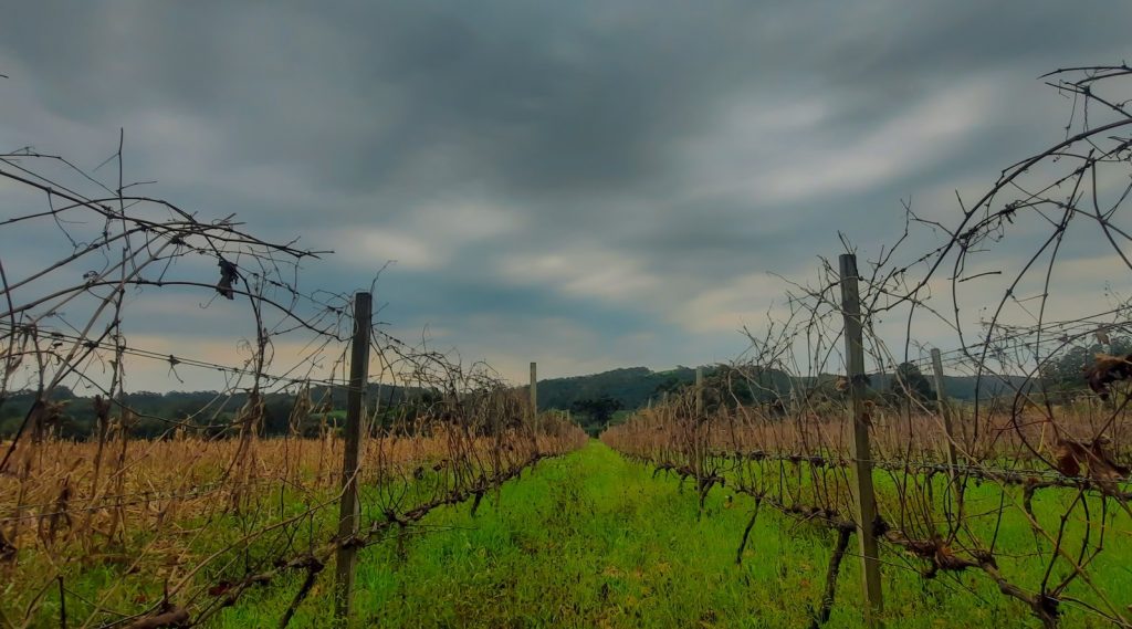Veja a projeção de chuva para o Rio Grande do Sul nos próximos dias
