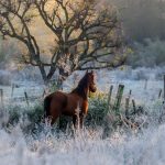 Onda de frio: entenda por que este fim de semana será uma “geladeira”