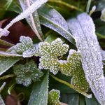 Ar polar chega com geada, temperatura negativa e subida do Guaíba