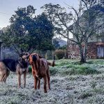 Semana invernal terá dias de chuva e muito frio; veja a tendência dia a dia