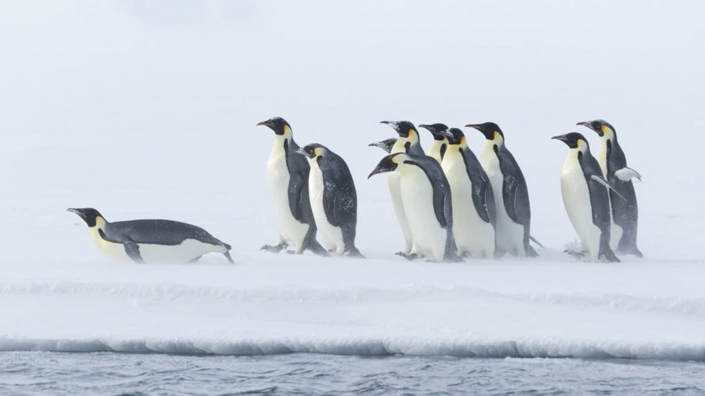 Antártida tem segunda menor cobertura de gelo já registrada no inverno