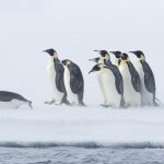 Antártida tem segunda menor cobertura de gelo já registrada no inverno