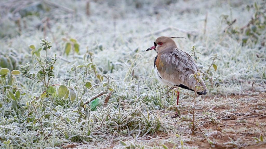 Frio ganha força com mínima do ano no Rio Grande do Sul: -7,3ºC