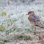 Frio ganha força com mínima do ano no Rio Grande do Sul: -7,3ºC