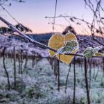 Gelo no Rio Grande do Sul: veja as mínimas de hoje no estado
