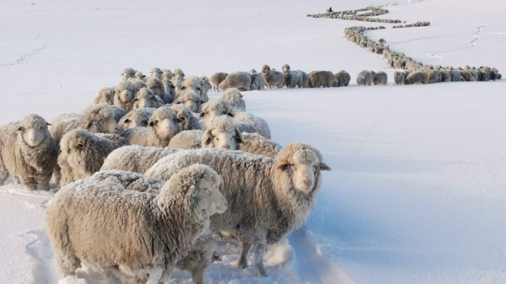 Pior frio em 60 anos soterra de neve milhares de animais na Patagônia