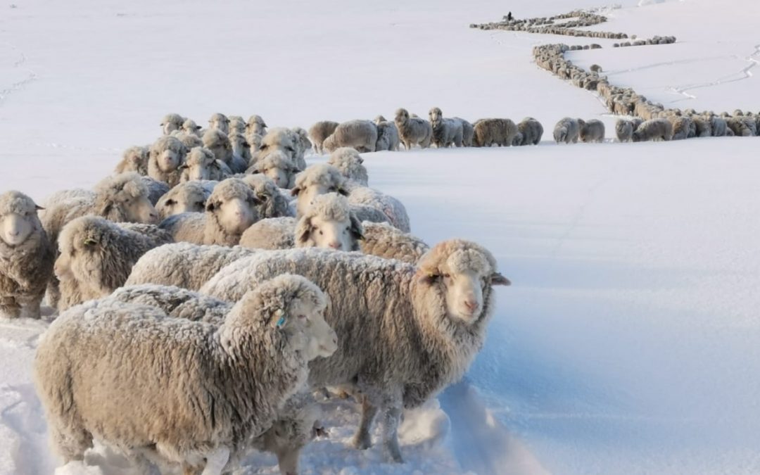 Pior frio em 60 anos soterra de neve milhares de animais na Patagônia Produtores descrevem situação de "catástrofe" na Patagônia e contam com ajuda do exército para salvar os animais
