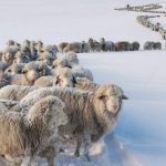 Pior frio em 60 anos soterra de neve milhares de animais na Patagônia