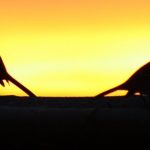 Previsão do tempo: sol, nevoeiro e temperatura agradável