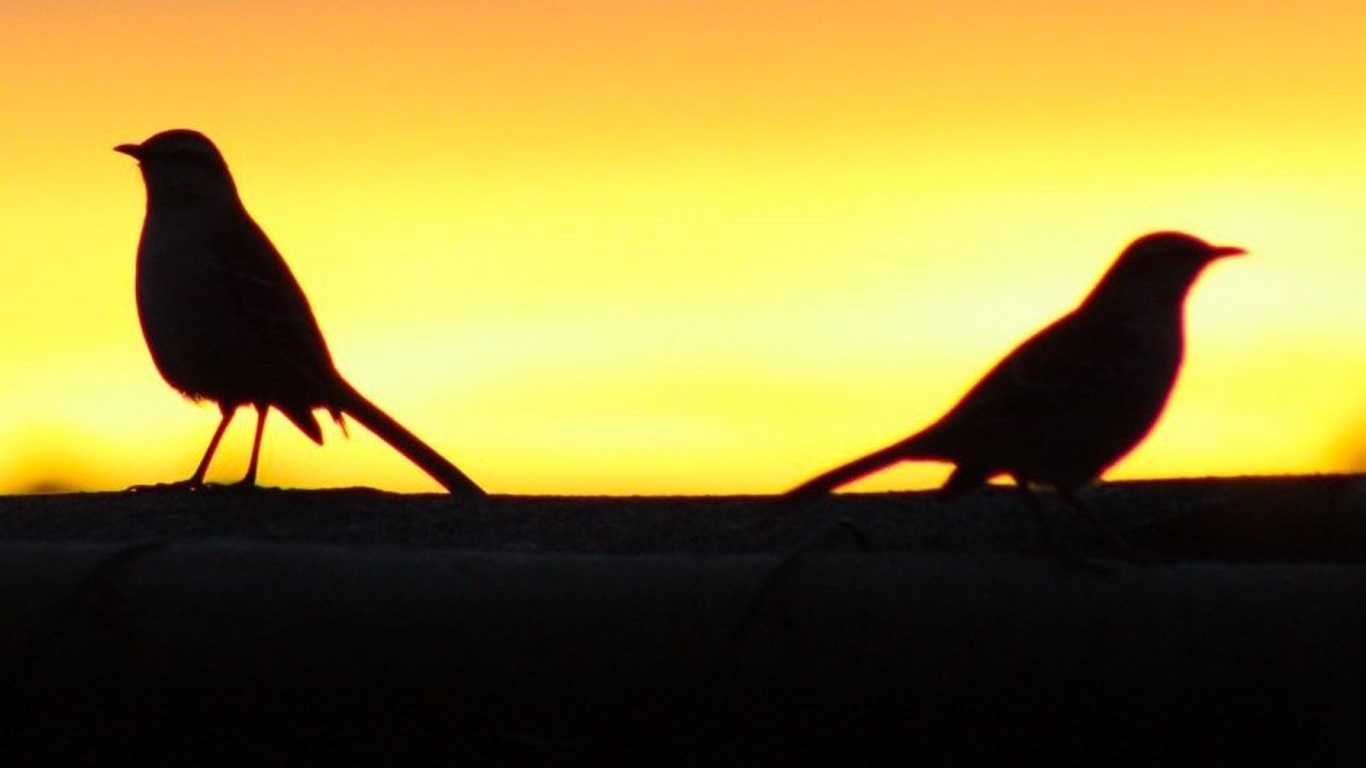 Foto que ilustra a previsão do tempo mostra dois pássaros sob a luz do sol 