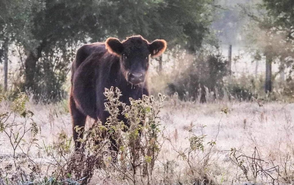 Onda polar no Uruguai tem frio de 6,4ºC abaixo de zero