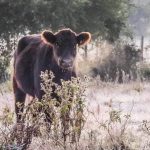 Onda polar no Uruguai tem frio de 6,4ºC abaixo de zero
