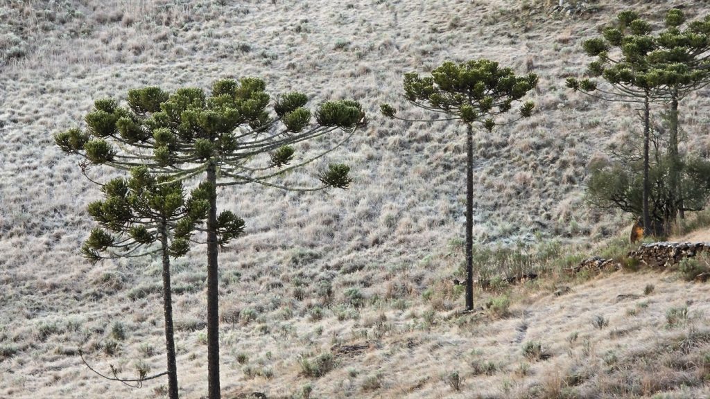 Cinco estados registram frio abaixo de zero com mínimas de até -7ºC