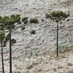 Frio segue intenso e quarta-feira vai começar outra vez gelada