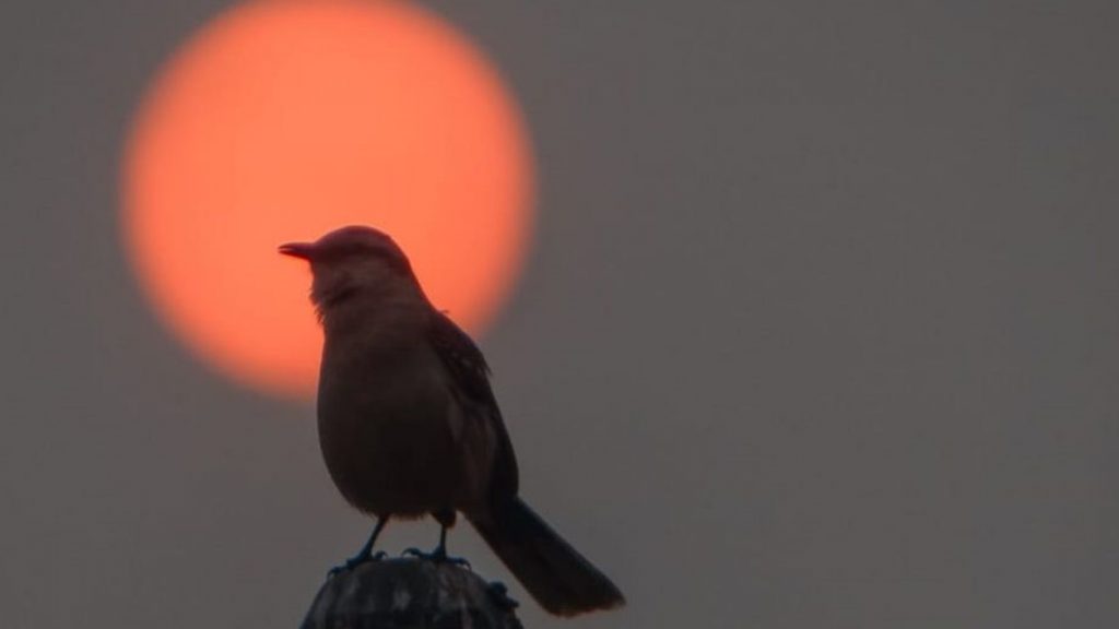 Semana começa com fumaça e calor de quase 37ºC no RS