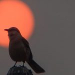 Semana começa com fumaça e calor de quase 37ºC no RS