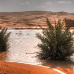 Chuva extrema e incomum forma lagos no deserto do Saara