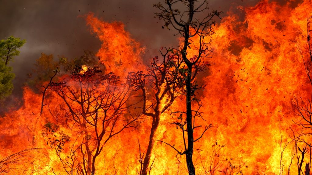 STF declara emergência climática para combate à onda de fogo no Brasil