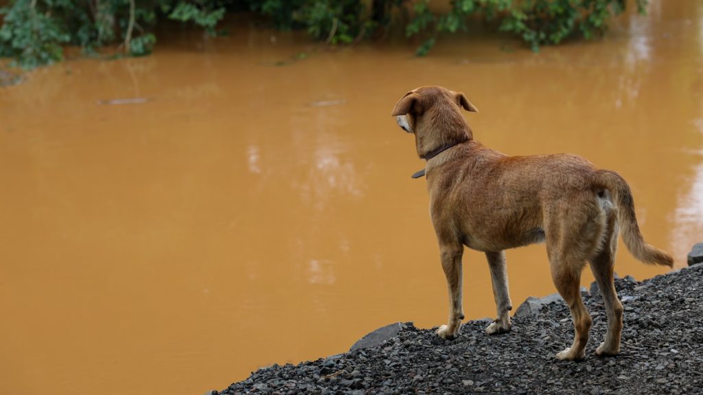 Chuva volumosa no Sul do Brasil já tem marcas perto de 200 mm