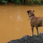 Chuva volumosa no Sul do Brasil já tem marcas perto de 200 mm