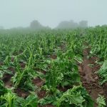 Temporais já causam prejuízos no Rio Grande do Sul