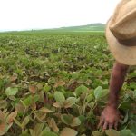 Agronegócio vê aumento de recuperações judiciais com extremos do clima