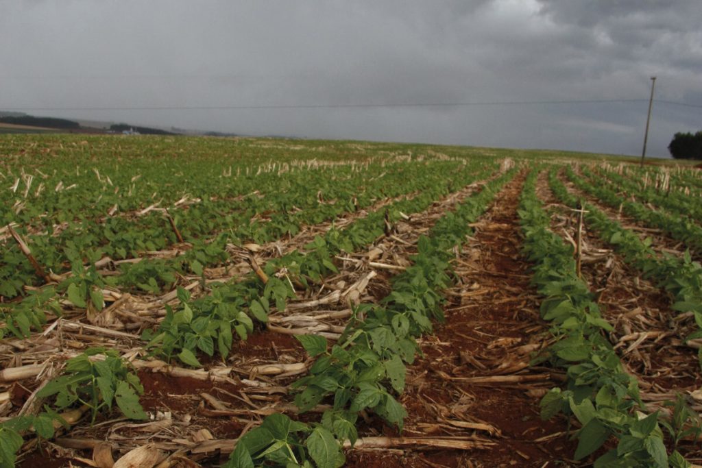 Rural: safra de feijão em São Paulo é prejudicada pelo excesso de chuva