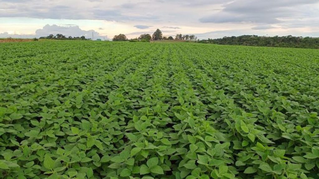 Rural: soja avança em parte do RS com maior umidade do solo
