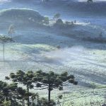 Frio de 3ºC em pleno fim de ano cobre campos de gelo no Sul do Brasil