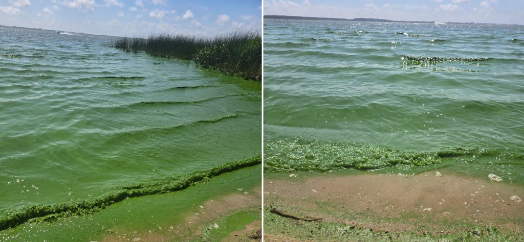 Calor e estiagem causam proliferação de algas na Lagoa dos Patos