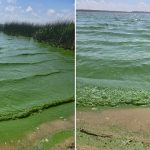 Calor e estiagem causam proliferação de algas na Lagoa dos Patos