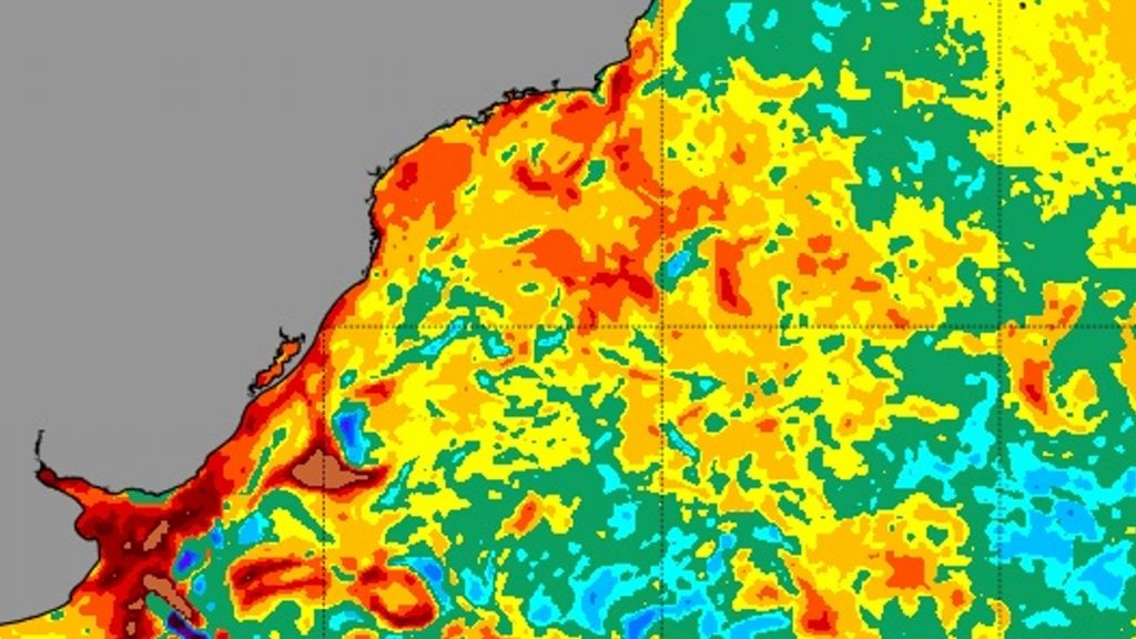 Aquecimento do mar acompanha infestação de águas-vivas nas praias