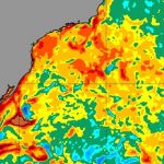 Aquecimento do mar acompanha infestação de águas-vivas nas praias