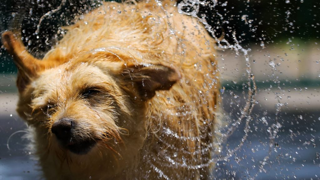 Quais cuidados devo ter com meus pets durante uma onda de calor