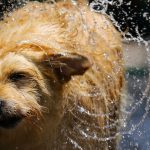 Quais cuidados devo ter com meus pets durante uma onda de calor