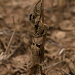 Calor excessivo vai agravar estiagem com piora da situação das lavouras