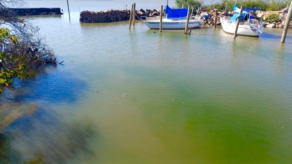 Floração de algas por calor e estiagem chega ao Guaíba em Porto Alegre