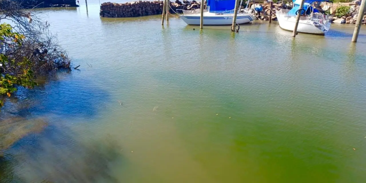 <span class="entry-title-primary">Floração de algas por calor e estiagem chega ao Guaíba em Porto Alegre</span> <h2 class="entry-subtitle">Algas (cianobactérias) se proliferam agora no Guaíba em meio à forte onda de calor com estiagem no Rio Grande do Sul </h2>