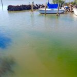 Floração de algas por calor e estiagem chega ao Guaíba em Porto Alegre