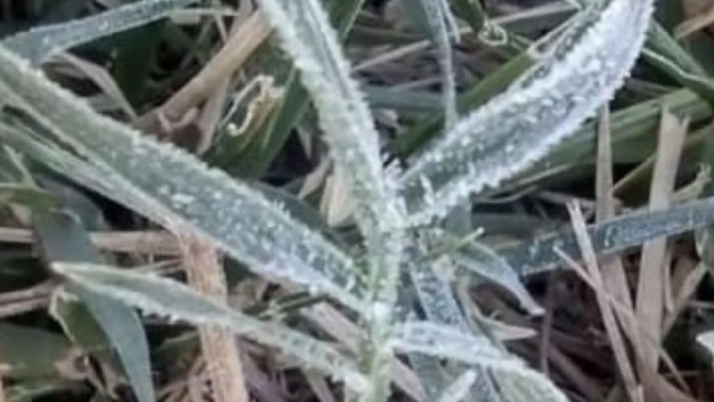 Geada e frio abaixo de zero em pleno fevereiro no Centro da Argentina