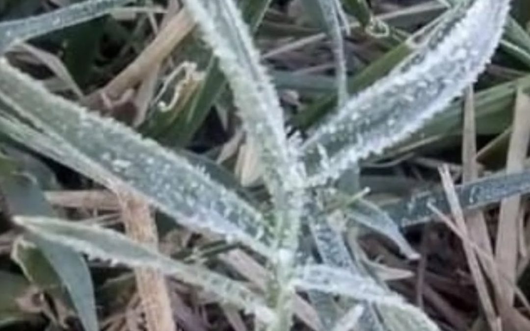 Geada e frio abaixo de zero em pleno fevereiro no Centro da Argentina Temperaturas de inverno e geada surpreenderam hoje cedo na província de Buenos Aires e preocupam produtores