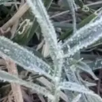 Geada e frio abaixo de zero em pleno fevereiro no Centro da Argentina